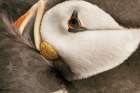 Atlantic Puffin Tucked Neutral Art Print
