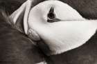 Atlantic Puffin Tucked BW Art Print