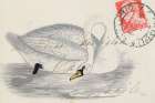 Vintage Swan Art Print