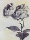 Subtle Rose Art Print