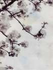 Subtle Blossom Art Print