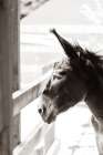 Little Donkey I Art Print