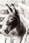 Little Donkey II Art Print