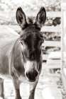 Little Donkey III Art Print