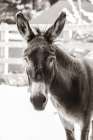 Little Donkey IV Art Print