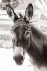 Little Donkey VI Minimalist Print