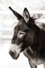 Little Donkey VII Art Print