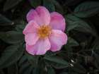 Wild Rose II Floral Print