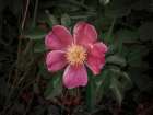 Wild Rose IV Floral Print