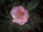 Wild Rose VII Floral Print