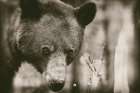 Bear Wetplate Art Print