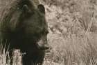 Black Bear Wander Art Print