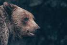 Gentle Grizzly Art Print