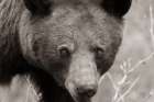 Hello Bear Art Print
