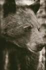 Thoughtful Bear Sepia Art Print