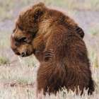 Bear Hug Art Print