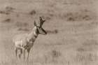 Pronghorn Summer Art Print