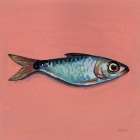 Single Sardine I Art Print