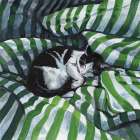 Tuxedo Cat Nap Art Print