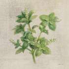 Basil Art Print