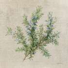 Rosemary Art Print