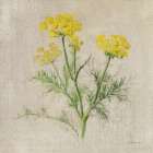 Dill Art Print