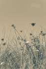 Saltwind Meadow I Art Print