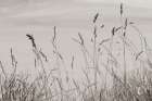 Saltgrass I Art Print