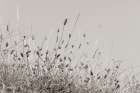 Saltgrass II Art Print