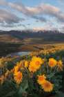 Methow Valley Wildflowers V Art Print