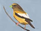 Evening Grosbeak Art Print