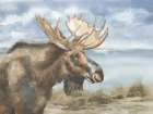 Moose by Lake Art Print