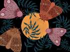 Moon Moth II Art Print