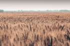 Wheat in Summer Art Print