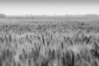 Wheat in Summer BW Landscape Print