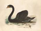 Antique Black Swan Art Print
