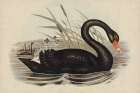Black Swan Vintage Book Aged Art Print