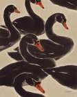 Reprieve Black Swan Minimalist Print