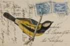 Great Tit Art Print