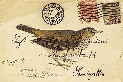 Meadow Pipit Animals Print