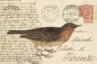 Red Throated Pipit Art Print