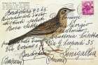Richards Pipit Art Print