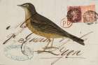 Rock Pipit Art Print