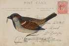 Sparrow Art Deco Print