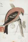American White Winged Crossbill Art Print