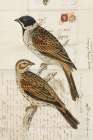 Black Headed Bunting Art Print