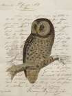 Boreal Owl Art Print