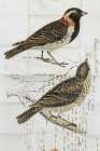 Lapland Bunting Art Deco Print