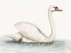 Swimming Swan Art Print