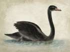 Swimming Swan Black Aged Art Print